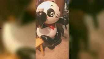 皮哥爆料视频,精彩瞬间与幕后故事大公开 第2张 皮哥爆料视频,精彩瞬间与幕后故事大公开 第2张