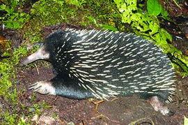 豪猪最新爆料3.0